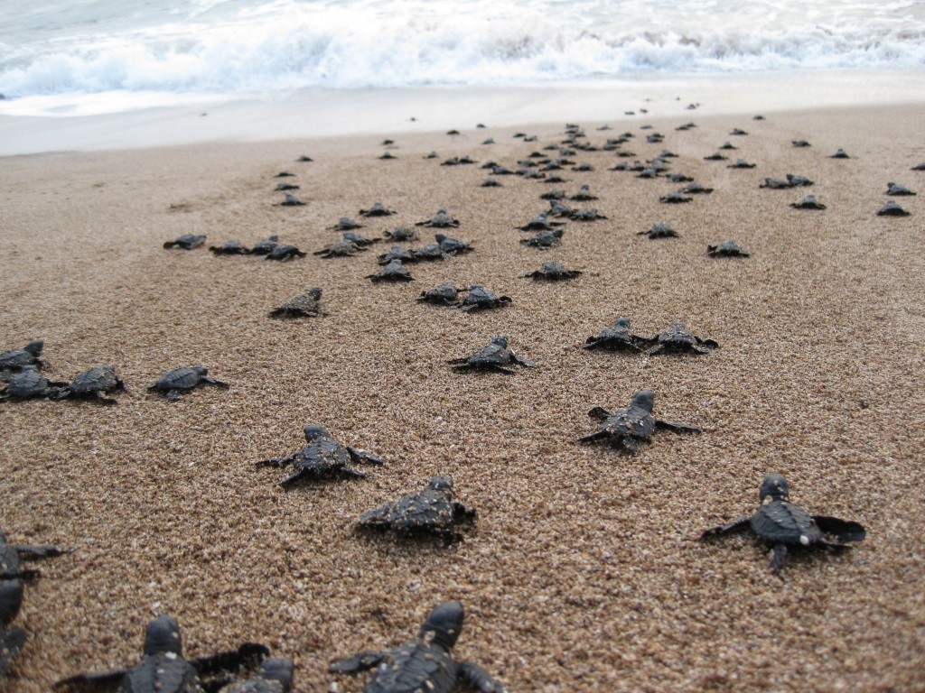 baby-sea-turtles-heading-toward-the-ocean